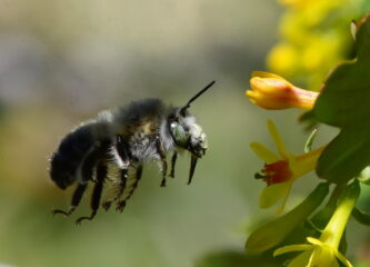A digger bee approaches a flower