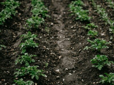 From Soil to Soul: Why Healthy Soil Is the Key to Climate Solutions